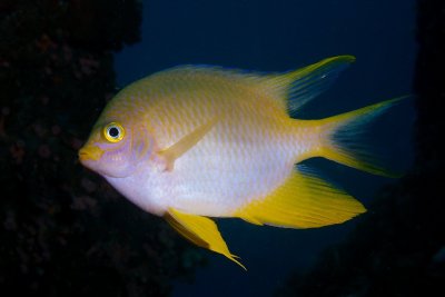 Damselfish1.JPG