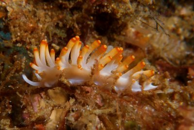 Flabellina macassarana1.JPG