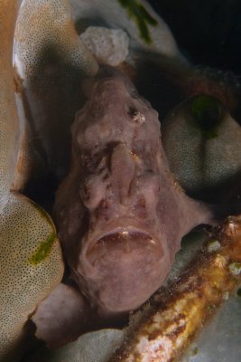 Frogfish6.JPG