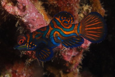 Mandarin fish1.JPG