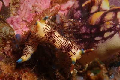 Nembrotha lineolata1.JPG