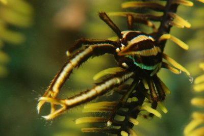 Squat lobster1.JPG