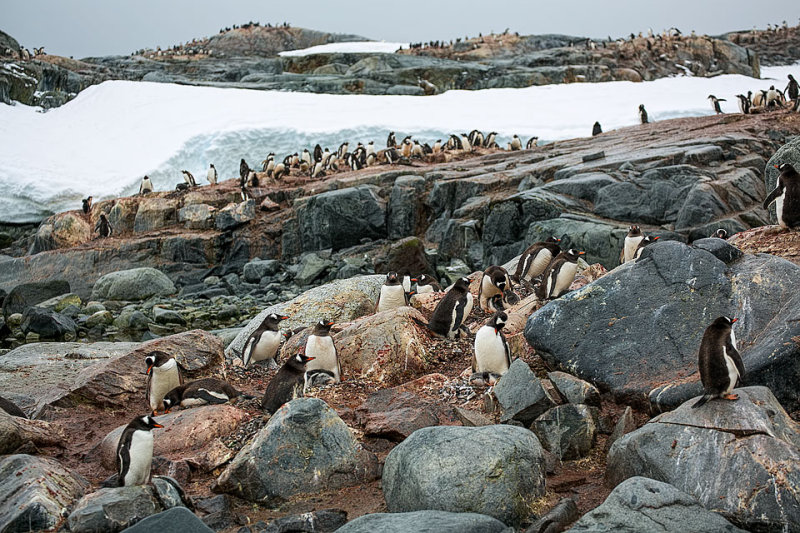 Antarctica-0498.jpg