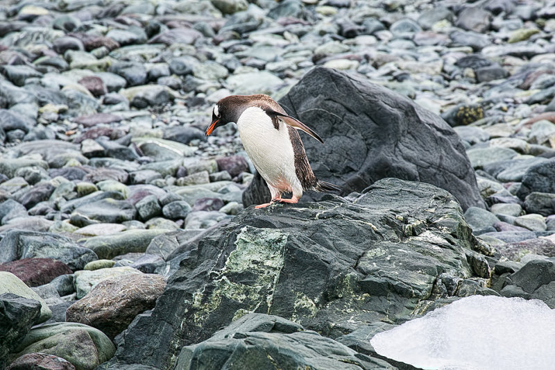 Antarctica-0973.jpg