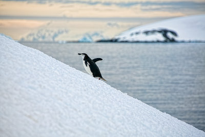 Antarctica-0291.jpg