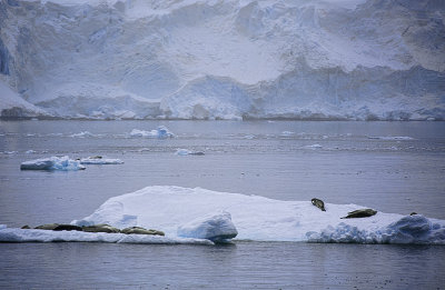 Antarctica-0487.jpg