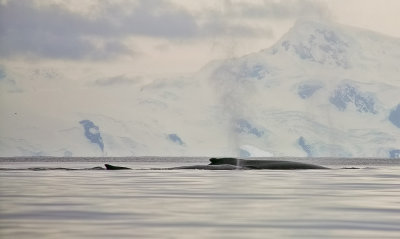 Antarctica-0423.jpg