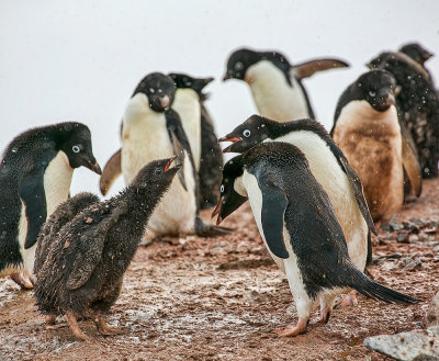 Summer on the Antarctic Peninsula