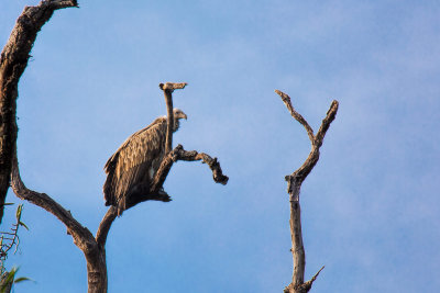 Bandhavgarh-7708.jpg