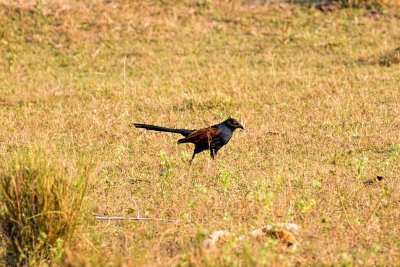 Bandhavgarh-7729.jpg