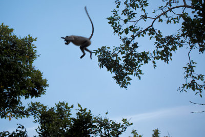 Bandhavgarh-7733.jpg
