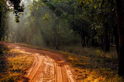 Bandhavgarh-7807-tint.jpg