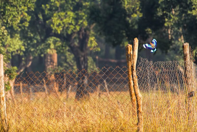 Bandhavgarh-7826.jpg