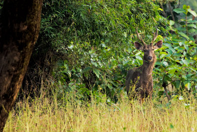 Bandhavgarh-7763.jpg