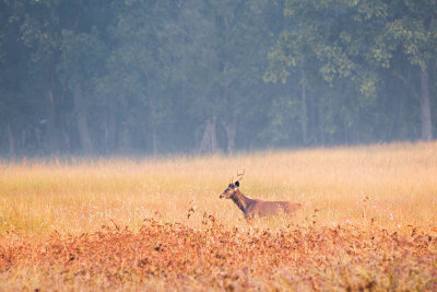 Bandhavgarh-7774.jpg