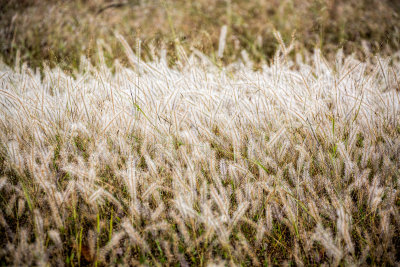 Bandhavgarh-7790.jpg