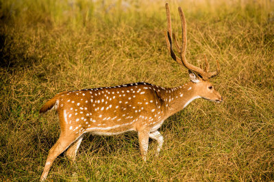 Bandhavgarh-7835.jpg