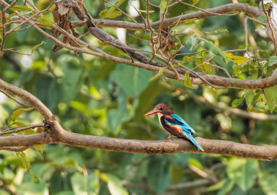 Bandhavgarh-7848.jpg