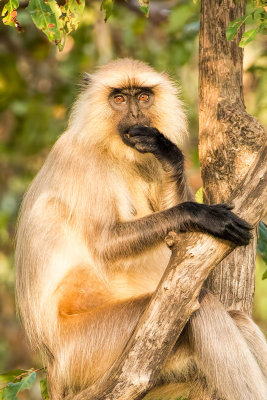 Bandhavgarh-7900.jpg