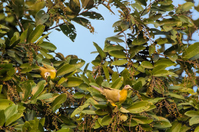 Bandhavgarh-7920.jpg