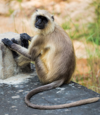 Bandhavgarh-7869.jpg
