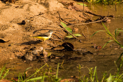 Bandhavgarh-7853.jpg