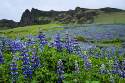 Iceland-3625.jpg