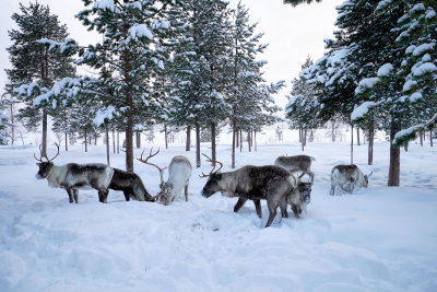 Lapland-0014.jpg