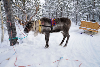 Lapland-0020.jpg