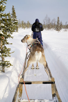 Lapland-0036.jpg