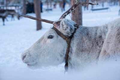 Lapland-0042.jpg