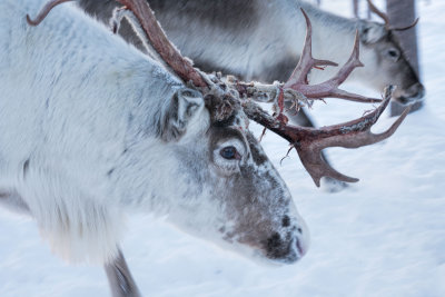 Lapland-0047.jpg