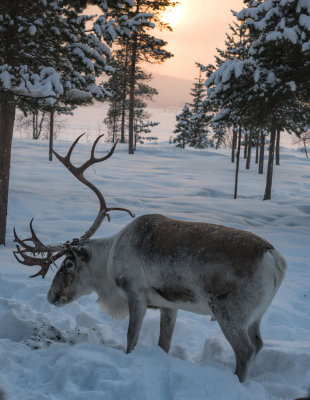Lapland-0086.jpg