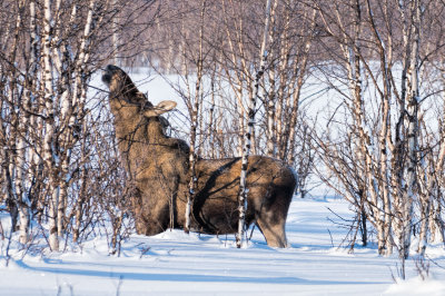 Lapland-0285.jpg