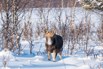 Lapland-0301.jpg