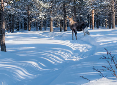 Lapland-0312.jpg