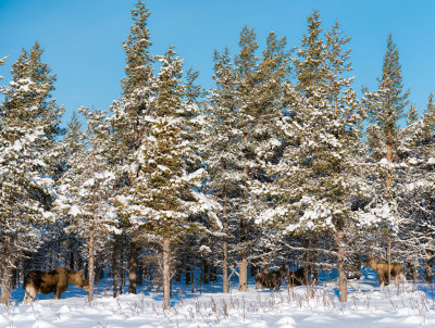 Lapland-0357.jpg