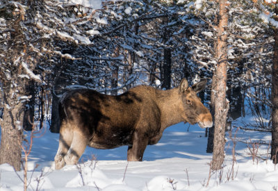 Lapland-0358.jpg