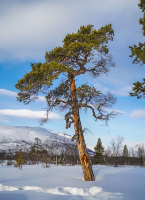 Lapland-0378.jpg