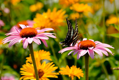 Butterfly on Flowers, Glen Echo Park