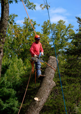 Tree Being Taken Down