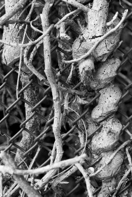 Vine Against a Fence