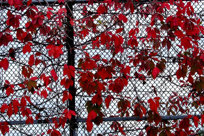 Leaves Against a Fence