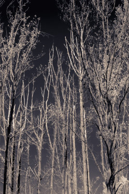 Trees against the sky