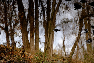 Reflection in Four Mile Run