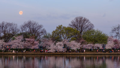 Cherry Blossoms--Washington DC