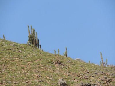 DSCN0826.JPG