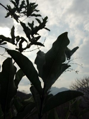 DSCN0108-ajustadas.JPG
