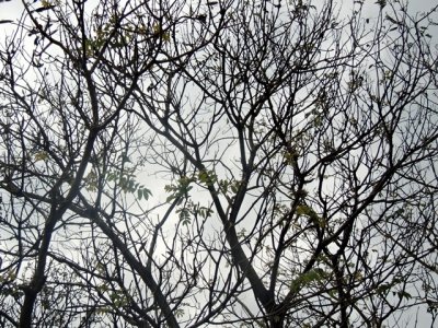 DSCN0141-ajustadas.JPG