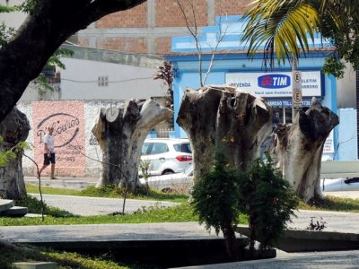 DSCN9611-reduzidas.JPG